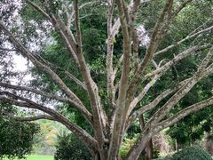 -中国科学院西双版纳热带植物园