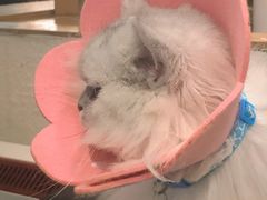 -猫小院猫主题咖啡厅(北锣店)