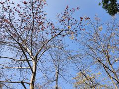 -荔枝公园(福田区)