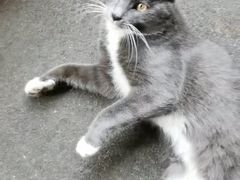 -咊记茅草棚柴火鸡(乌当店)