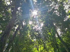 -西双版纳原始森林公园