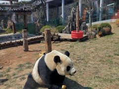 -大连森林动物园