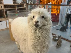 -Honey Bacca 哈尼芭卡高端萌宠(朝阳大悦城店)