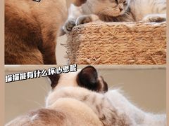 -猫儿山۰猫主题餐厅