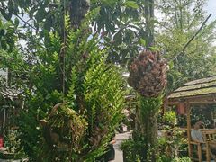 -青城甲(青城山店)