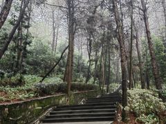 -铁山坪森林公园