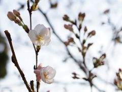 -香雪海