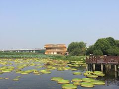 -荷塘月色湿地公园·向阳花洲