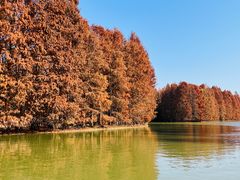 -上海海湾国家森林公园