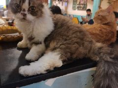 -猫小院猫主题咖啡厅(北锣店)