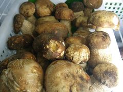 -菌之家·专业纯野生菌火锅·特色炒菌
