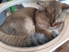 -飞行喵MR PILOT|猫舍·猫咖(静安大融城店)