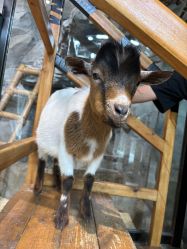 -Zoolung Zoolung动物主题公园(海信广场店)