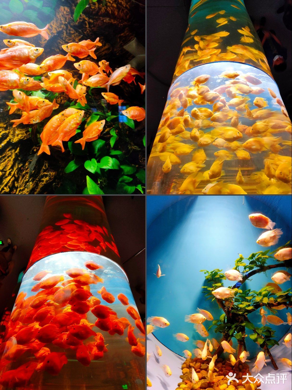 天津|文化中心海底世界，蓝色大海的传说🐠