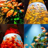天津|文化中心海底世界，蓝色大海的传说🐠