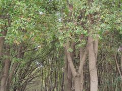 -九科绿洲