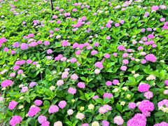 -金银湖国家城市湿地公园
