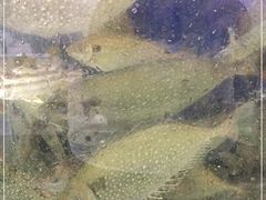 -明记海鲜大排档(巽寮湾店)