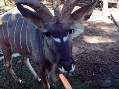 -清迈夜间动物园