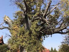 -大槐树寻根祭祖园