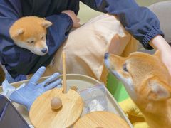 -逗柴咖啡屋·狗咖猫咖宠物桌游