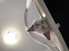 -喵的天空名猫咖啡馆·撸猫·猫舍·用品