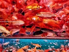 -桂林市花鸟市场