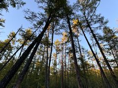 -莫尔道嘎国家森林公园