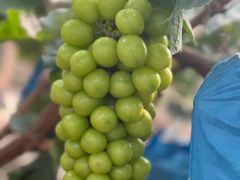 -马陆小张葡萄园农家乐