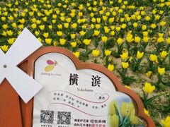 -荷兰花海