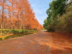 -上海海湾国家森林公园