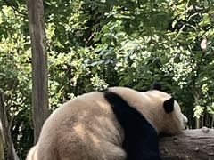 -都江堰中华大熊猫苑