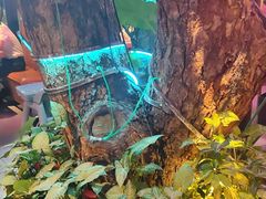-海岛八号龙虾烧烤田鸡(蓝天路总店)