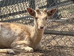 -北京麋鹿生态实验中心