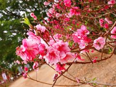 -南国桃园旅游度假区