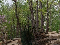 -哈尔滨北方森林动物园