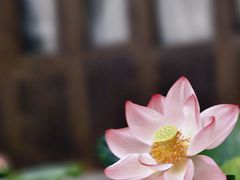 -西湖游船