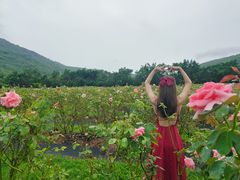 -亚龙湾国际玫瑰谷