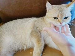 -猫小院猫主题餐厅(南锣旗舰店)