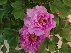 -洛阳宴·洛阳菜(南昌路店)