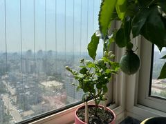 -朝来春花卉市场