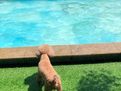 -汪说喵讲宠物乐园宠物酒店(红星美凯龙店)