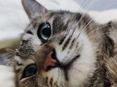 -爱诺耐芙动物医院(万博店)