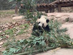 -都江堰中华大熊猫苑