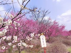 -花开海上生态园