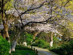 -西湖外事游船(花港观鱼码头)