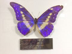 iphone_upload_pic-上海昆虫博物馆