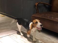 -百好乐宠物友好餐厅(朝外大街店)