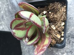 -龙大花卉苗木市场