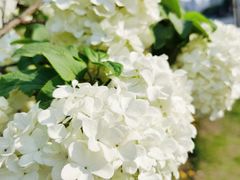 -大龙山(地铁站)